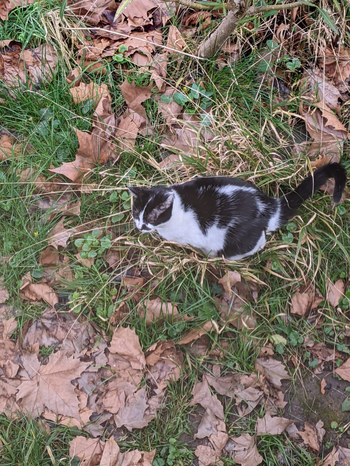 Recherchée depuis le 21/04/24- chatte noire et blanche